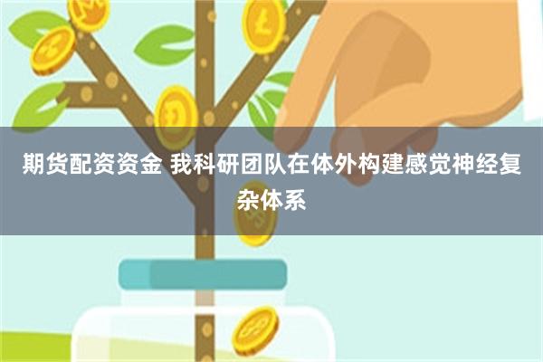 期货配资资金 我科研团队在体外构建感觉神经复杂体系